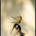 spider 