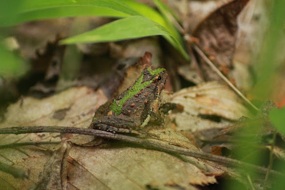 Spotting Image 1