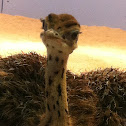 Ostrich