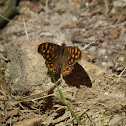 Wall Brown