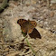Wall Brown