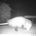 Virginia Opossum