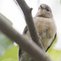 Pine Warbler