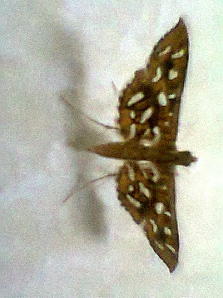 Spotting Image 1