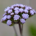 Blue Mistflower