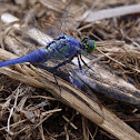 Eastern Pondhawk (Male)