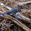 Eastern Pondhawk (Male)