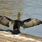 Little Black Cormorant