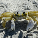 Ghost Crab