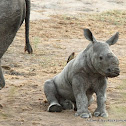 White Rhinoceros