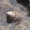 Wavy Turban Snail