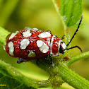 Leaf beetle