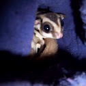 sugar glider