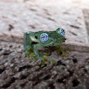 Glass frog