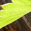 Lacewing Eggs