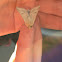 Corn Earworm Moth