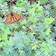 Monarch Butterfly