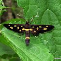 Erebidae, Arctiinae, Syntomini,