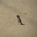 Spotted munia