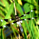 Twelve Spotted Skimmer