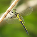 Ornate Pennant