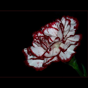 by Irena Klemenčič - Nature Up Close Flowers