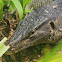 Malayan Water Monitor Lizard