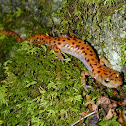 Cave salamander