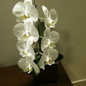 Orquidea