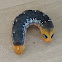 Oleander Hawk Moth Caterpillar