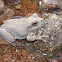 Canyon treefrog