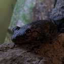 Northern Laughing Tree Frog, Roth's Tree Frog