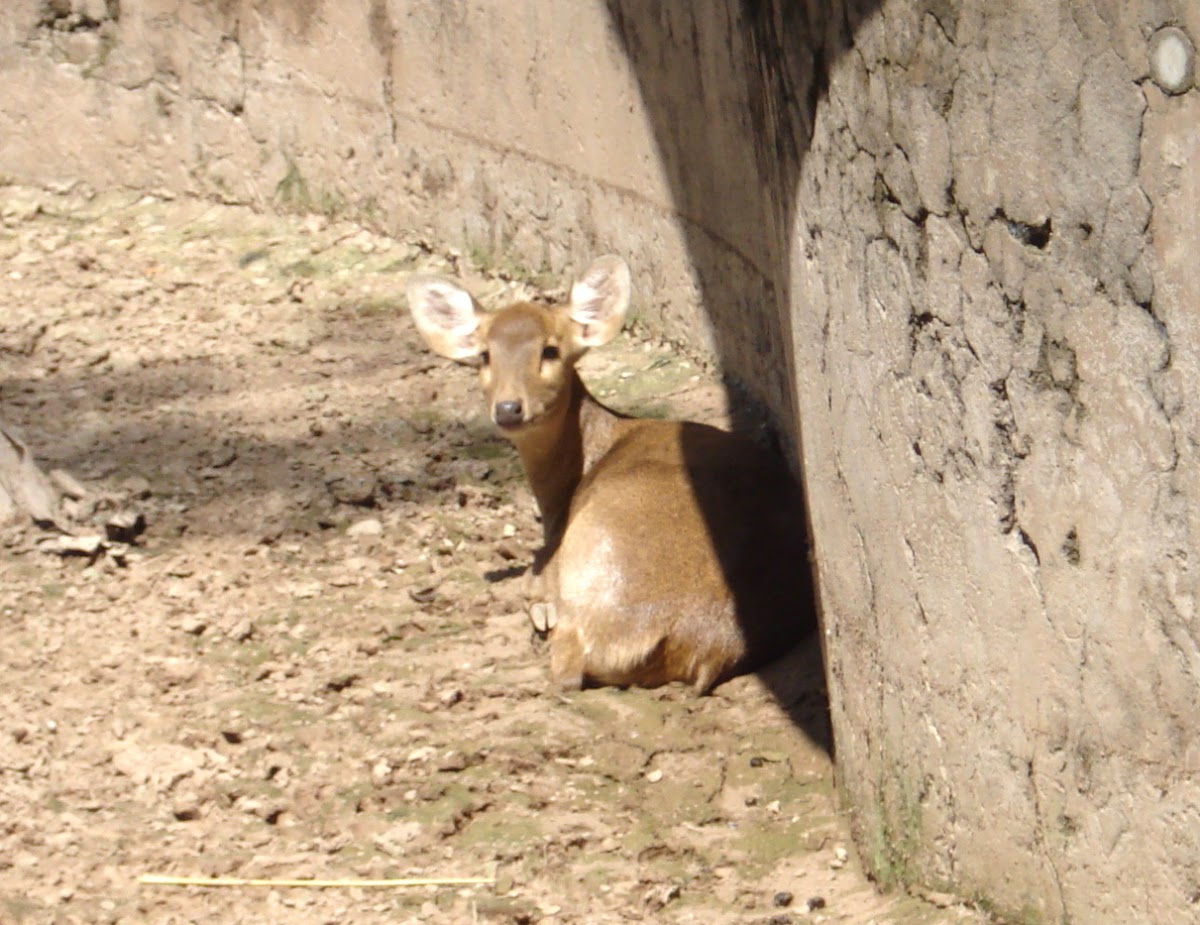 Hog Deer