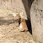 Hog Deer