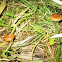 Azurescens