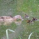 Mallard female with ducklings