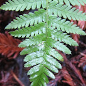 Wood Fern