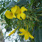 Jasminum nudiflorum. Jazmín amarillo, Jazmín de invierno, Jazmin de San José