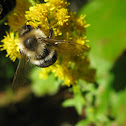 Bumble Bee