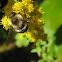 Bumble Bee
