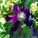 Clematis "Warszawska Nike"