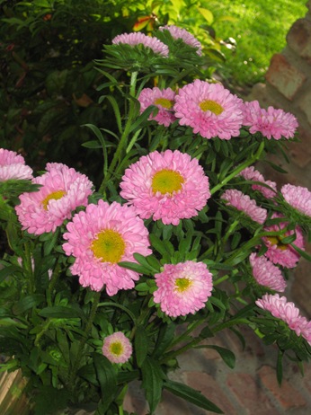 [Flowers 011[7].jpg]