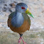 gray necked woodrail