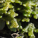 Liverwort
