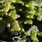Liverwort