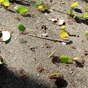Leaf cutter ants
