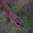 Central Queensland Snake Species
