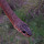 Central Queensland Snake Species