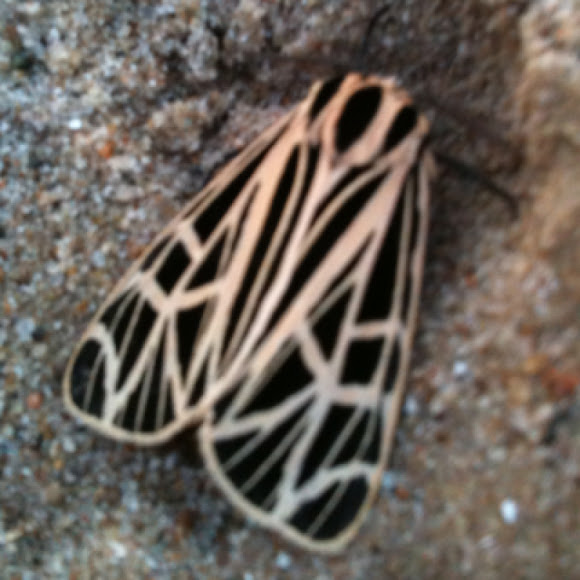 Spotting Image 1