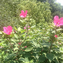 Hibiscus